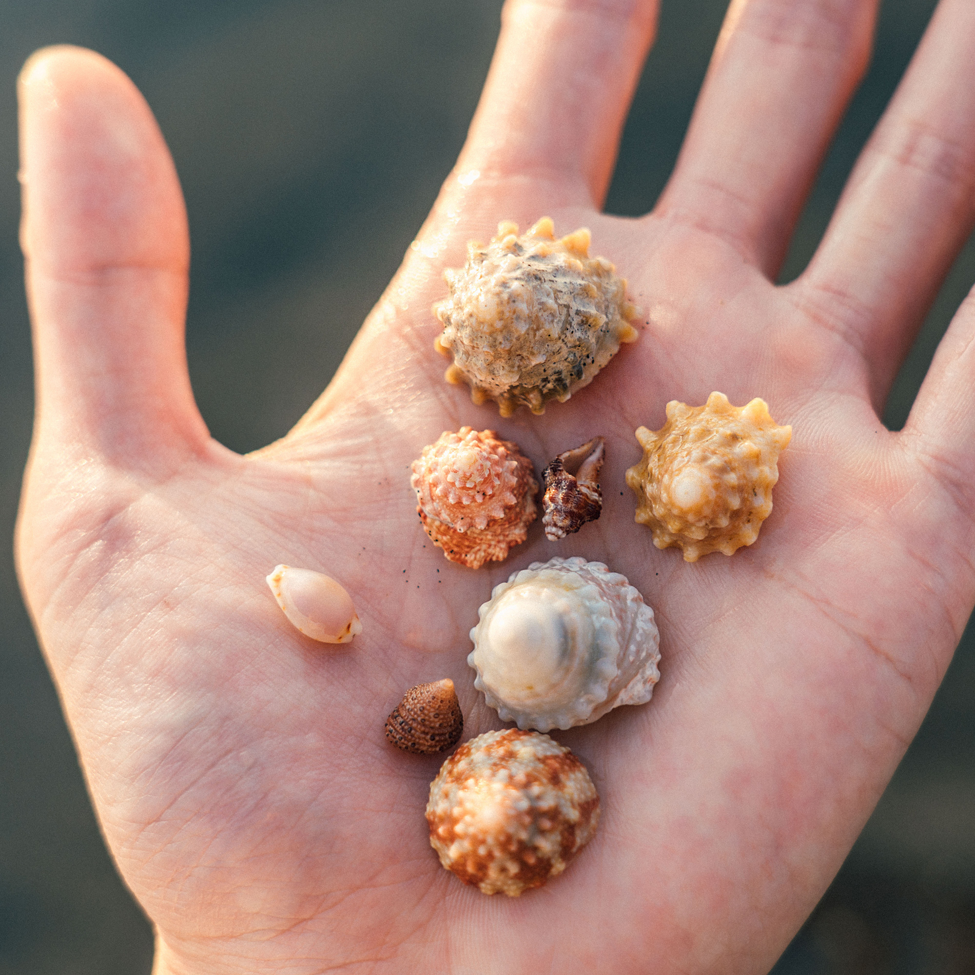 handful of seashells