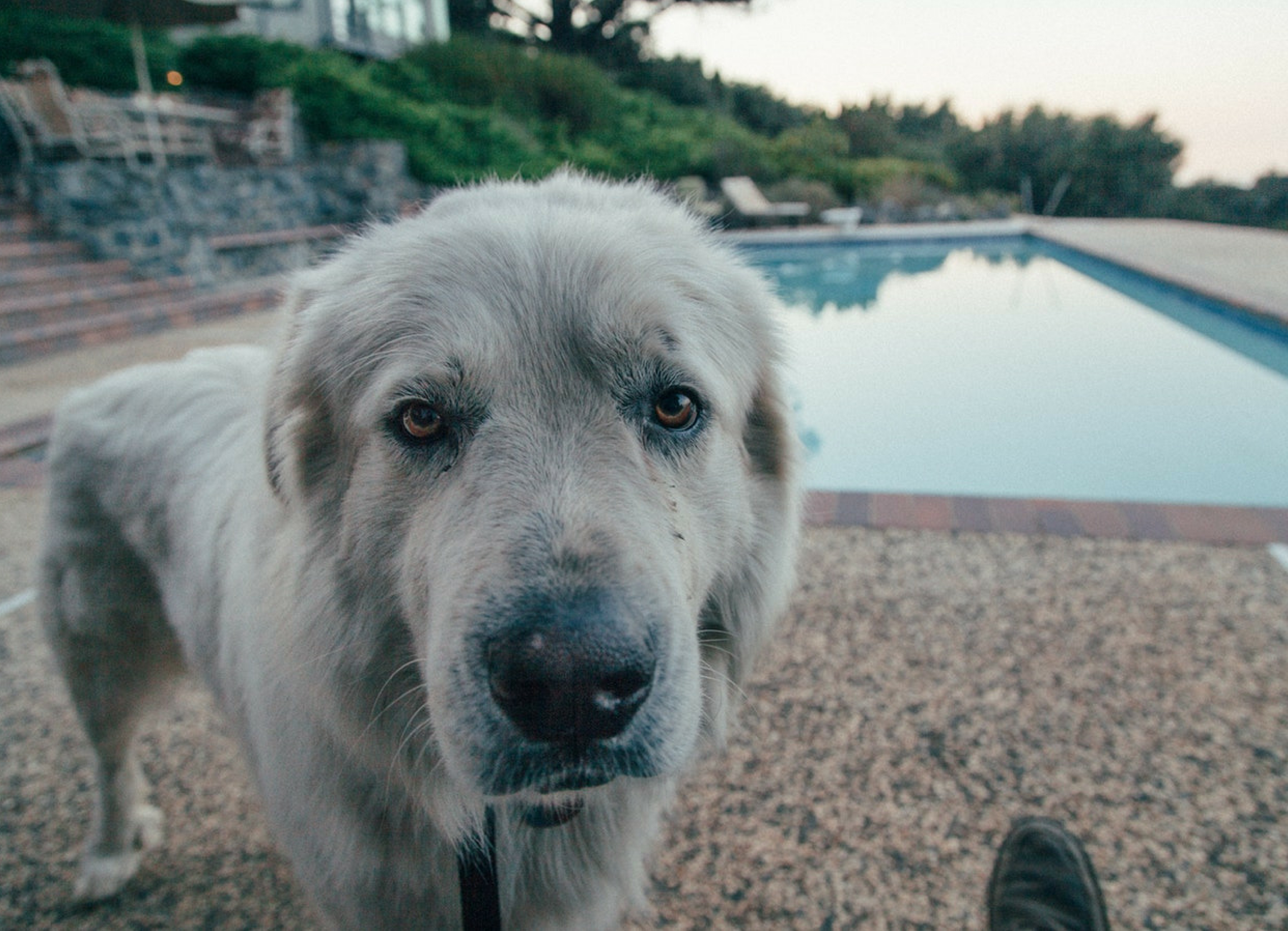 how to keep dogs away from above ground pool